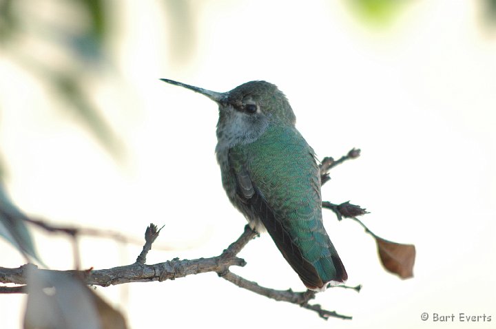 DSC_0877.JPG - Female Anna's Hummingbird